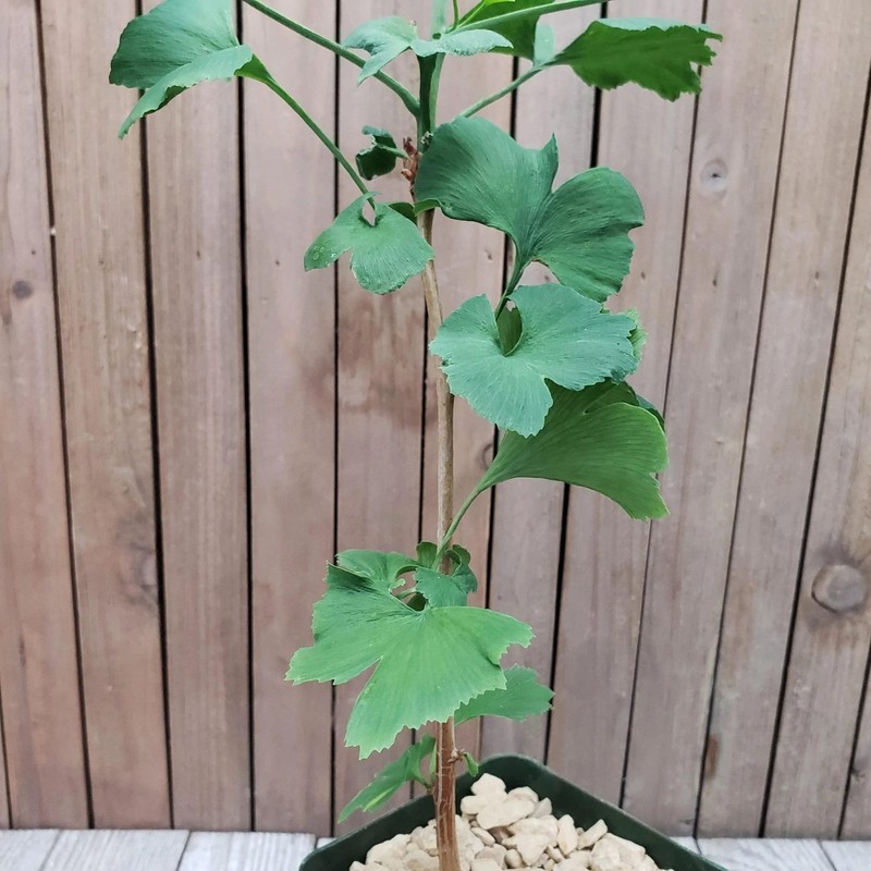 Planet Desert Ginkgo biloba