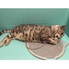 LOS ANDES 15.7'' Cat Scratcher Mat, Natural Cotton Rope Round