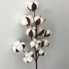 50cm Cotton Stems Decoration 12 Cotton Bolls Cotton Stalks Branch