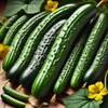 22Day Seeds: Seeds Self-Pollinated Cucumber April F1 / Indoor /