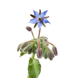 Fresh Borage Flower Seeds 75+ (Borago Officinalis) | A Medicinal Herb & Edible Flower