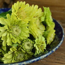 Envy Zinnia - 50 Seeds - Heirloom Green Zinnia Variety, Attracts Bees & Butterflies, Pollinator-Friendly, Non-GMO Flower Seeds for Planting Outdoors in The Home Garden, Thresh Seed Company