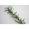 Irodoriya Rosemary, 0.5 oz (15 g), Edible Fresh Herbs, Made