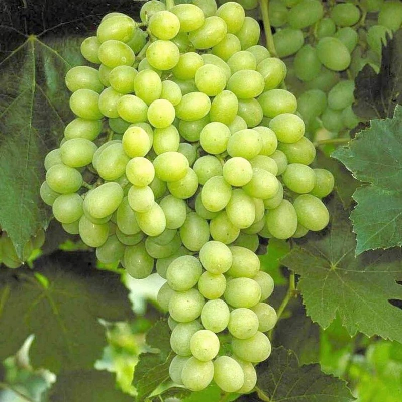 Ozark Mountain Plants 1 - HOPE BUNCH Live Seedless Grape