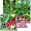 Coffee, Raw Beans, Edelweiss Kilimanjaro, Tanzania, Galaxy Coffee, 8.8 oz