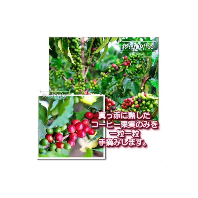 Coffee, Raw Beans, Edelweiss Kilimanjaro, Tanzania, Galaxy Coffee, 8.8 oz