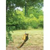 Songbird Essentials Squngee Squirrel Feeder, Amusing Bungee and Bell Squirrel