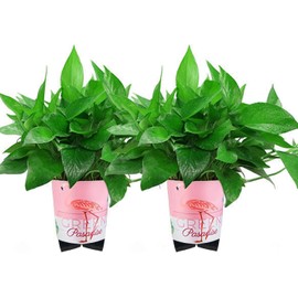 12 Pack Invisible Pot Feet,Solid Rubber Risers for Plant Pots and Flowers. (Rubber)