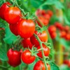The Old Farmer's Almanac Heirloom Tomato Seeds (Large Red Cherry)