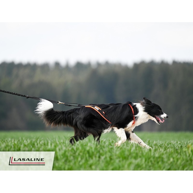 LASALINE XBack Dog Harness - Bikejoring, Dog Pull, Ski Joring