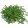 CircuitOffice Resurrection Plant Hydrophile Jericho Rose Plant