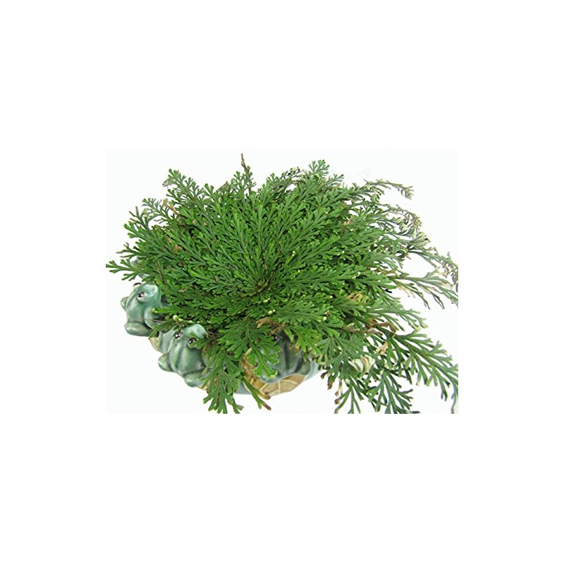 CircuitOffice Resurrection Plant Hydrophile Jericho Rose Plant