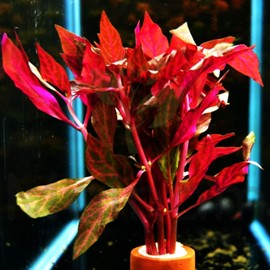 Mainam Alternanthera Reineckii VAR. Rosanervig Mini Freshwater Red Stems Live Aquarium Plant