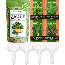 HOME GROWN 700+ Kale Seeds for Planting Outdoors or Hydroponics - Heirloom Leafy Greens Seeds 4 Variety Pack: Non-GMO Lacinato (Tuscan/Dino Kale), Blue Scotch, Dwarf Siberian, Red Russian Kale