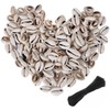 150 PCS 0.63"-0.71" Natural Strong Cowrie Shell Beads Smooth Cut