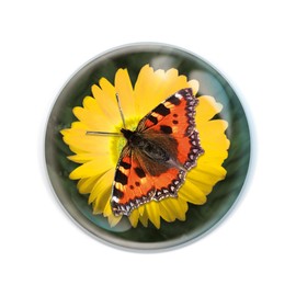 Magnidome - Butterfly from Deluxebase. Round Crystal Glass Animal Fridge Magnet, Strong Magnetic Hold, Great Animal Magnets for Refrigerator, Home Decor and Gifts.