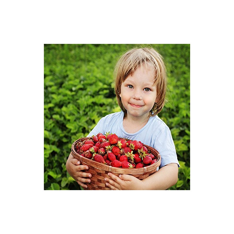 Hand Picked Nursery San Andreas Everbearing Strawberry Plants Live for