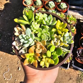 Succulent Combo Pot | Assorted Succulents | Host Gift | Gift for Friend | Party