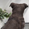 Vivid Arts - Staffordshire Terrier Brown - XRL-STF2-D