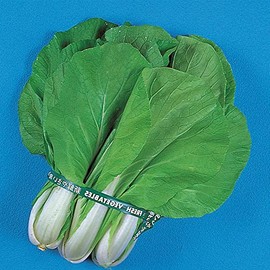 Chinese Cabbage Seeds - Maruba Santoh Round - 4 g Packet ~1096 Seeds - Non-GMO, Heirloom - Asian Garden Vegetable & Microgreens