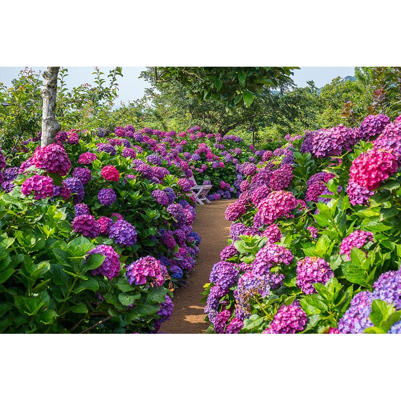 100+ Mix Hydrangea Seeds for Planting Macrophylla Giant Snowball Bonsai