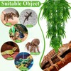 Suncalla Reptile Plants Terrarium Hanging Plants Vines Boston Climbing Terrarium