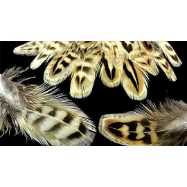 Pretty-Plumes Beige Light Brown Natural Ringneck Pheasant Hen Feathers Body Jewelry 3+" 20 Pcs