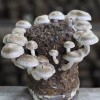 Out Grow Shiitake 3782 (Lentinula edodes) Liquid Culture