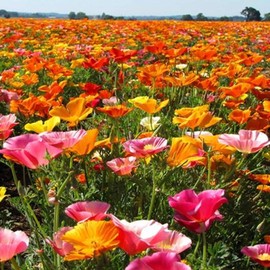 UtopiaSeeds Mission Bells - California Poppy Seed Mix - Non GMO - .2 Oz - Approximately 3700 Seeds