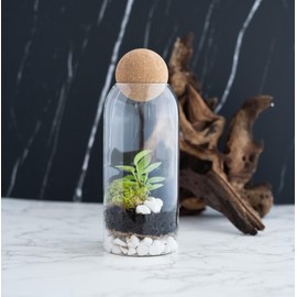 KRAFTSTORIES DIY Closed Terrarium | Terrarium Kit with Indoor Plant, Live Moss and Glass Container | Full Set Indoor Garden Make Your Own Terrarium (Bottle+Indoor Plant)