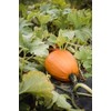 “Magical Mix” Large Pumpkin and Gourd Mix Seeds – Large