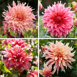 100+ Dahlia Labyrinth Flower Seeds - Exotic Labyrinth Dahlia Seeds Non-GMO Garden Flower for Outdoor Indoor