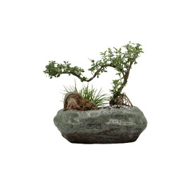 Bonsai Lotus Pot, Shallow Succulent Planter Pot, Goldfish Pot, Premium Ceramic with Decorative Copper Patina Glaze