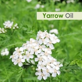 Salvia Yarrow Essential Oil (Achillea millefolium) 100% Pure & Natural - Undiluted Uncut Premium Oil -Therapeutic Grade- Use for Aromatherapy (50 ML)