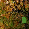 Defenders Horse Chestnut Leaf Miner Pheromone Trap – Twinpack, Refillable,