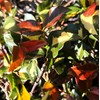 Jasmine Summer Sunset - 3 Live Plants - Trachelospermum Asiaticum