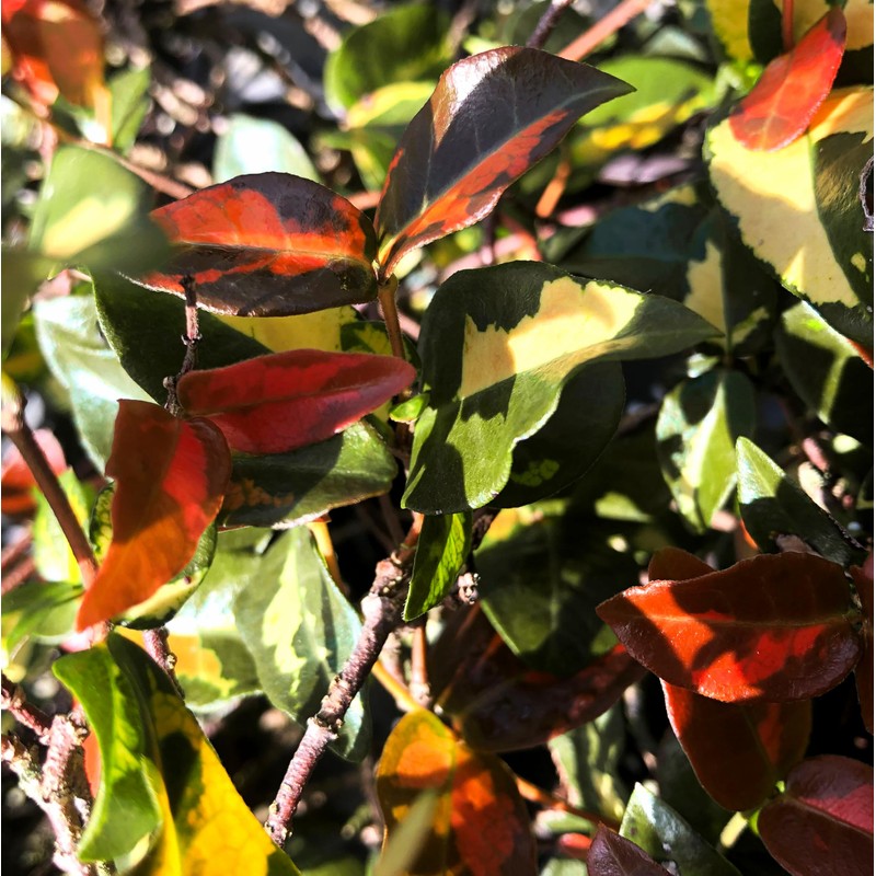 Jasmine Summer Sunset - 3 Live Plants - Trachelospermum Asiaticum