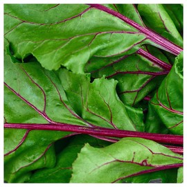 Everwilde Farms - 1/4 Lb Organic Lutz Green Leaf Beet Seeds - Gold Vault