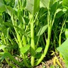 VISTATU 2000+ Kong Xin CAI Vegetable Seeds Water Spinach Kangkong