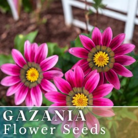 Fresh 75+ Gazania Seeds -Mystic Flame- Fragrant - Fresh Flower Seeds Non GMO - 75 Seeds