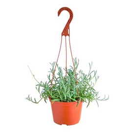 Shop Succulents String of Fishhooks Hanging Succulent, Senecio Radicans Glauca, Fully Rooted Live 6" Succulent Plant with Hanger, Low Maintenance Indoor Plant, Hardy Trailing Succulents, Gift & Garden