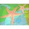 Starfish Replica - AAA - Rubber
