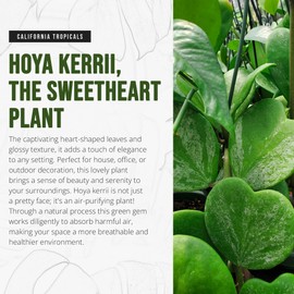 California Tropicals Hoya Kerrii Tall Heart-Shaped Live Houseplant- Unique Indoor House Plant, Perfect for Home Decor, Gifts, Garden, Gardening, Small Pot - Real Pants for Office