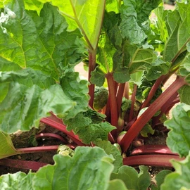[Chamgoods] 200g container of rhubarb extract powder [rhubarb root] / [참굿즈] 루바브 추출분말 200g 1통[루바브뿌리]