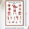 The Muscular System Deep Layers, Front Laminated Anatomy Chart