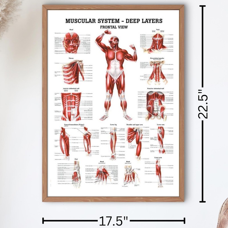 The Muscular System Deep Layers, Front Laminated Anatomy Chart