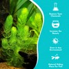 CANTON AQUATICS Live Aquarium 6 Hornwort Coontail Indoor Plants -