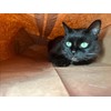 Catnip Attack Bags by Cat FurNature