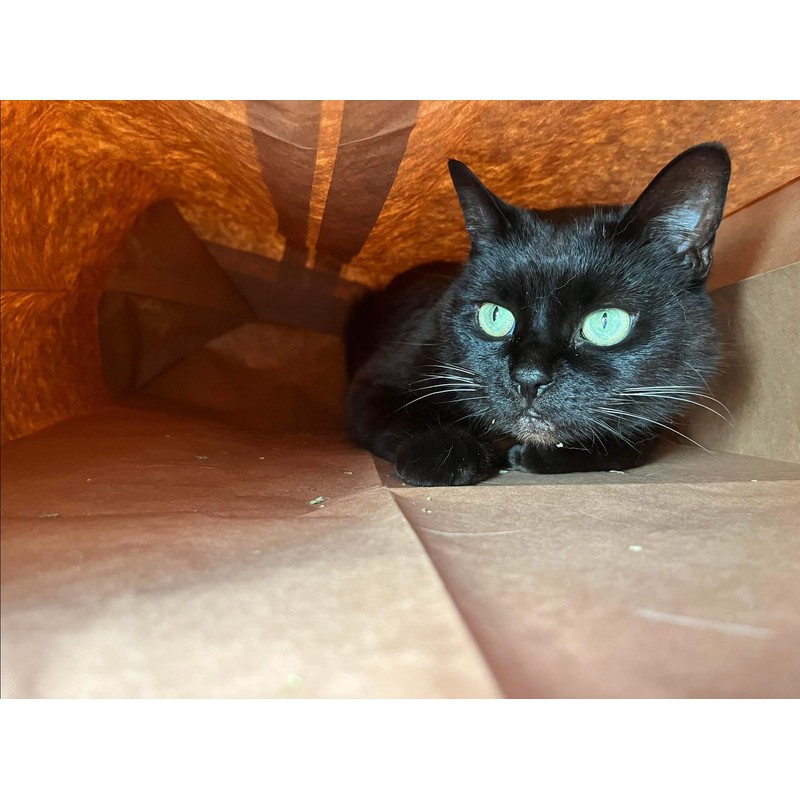 Catnip Attack Bags by Cat FurNature