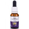 Living Essences Yellow Leschenaultia Flower Essence 50 ml